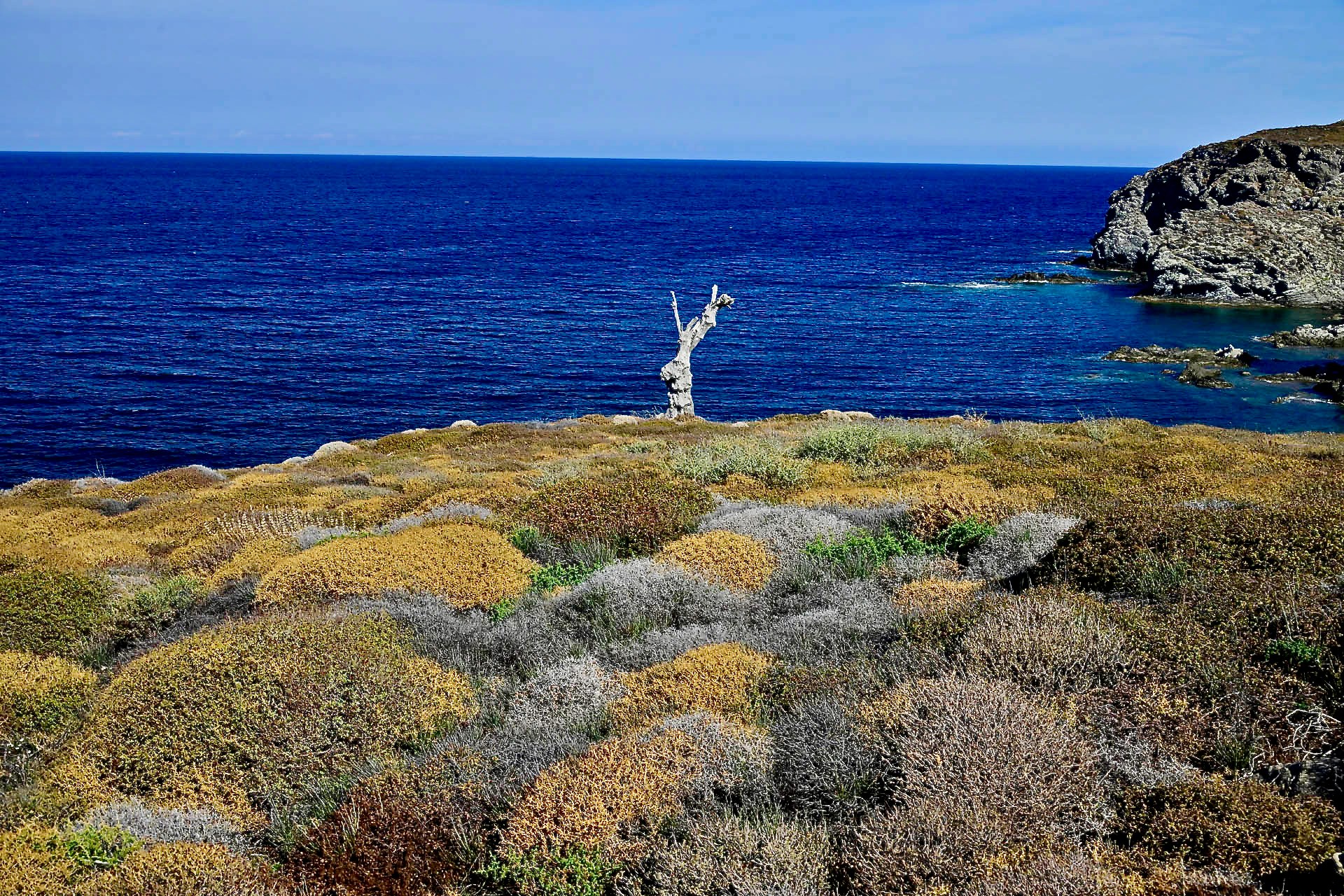 A bare white tree on the headland, low shrubs all around and the open sea beyond