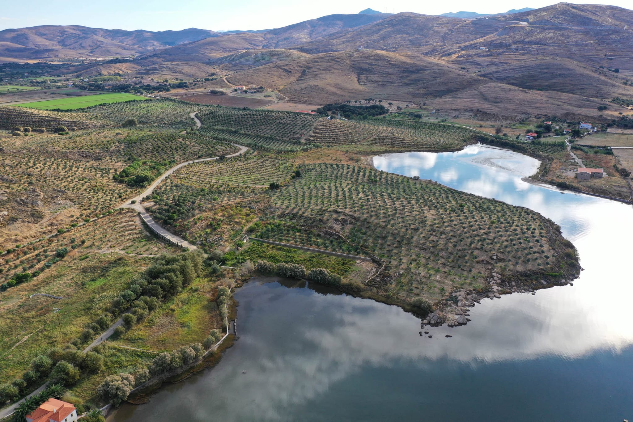 Faros Estate from the air: rows of olive trees on the slopes above the lagoon at Sigri, with the hills of Lesvos behind