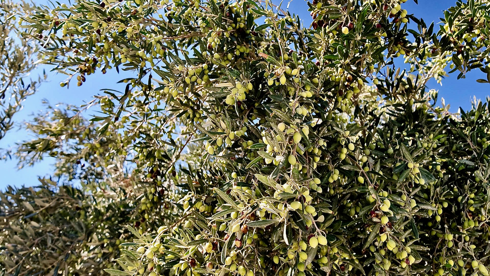 Branches heavy with green olives against a blue sky