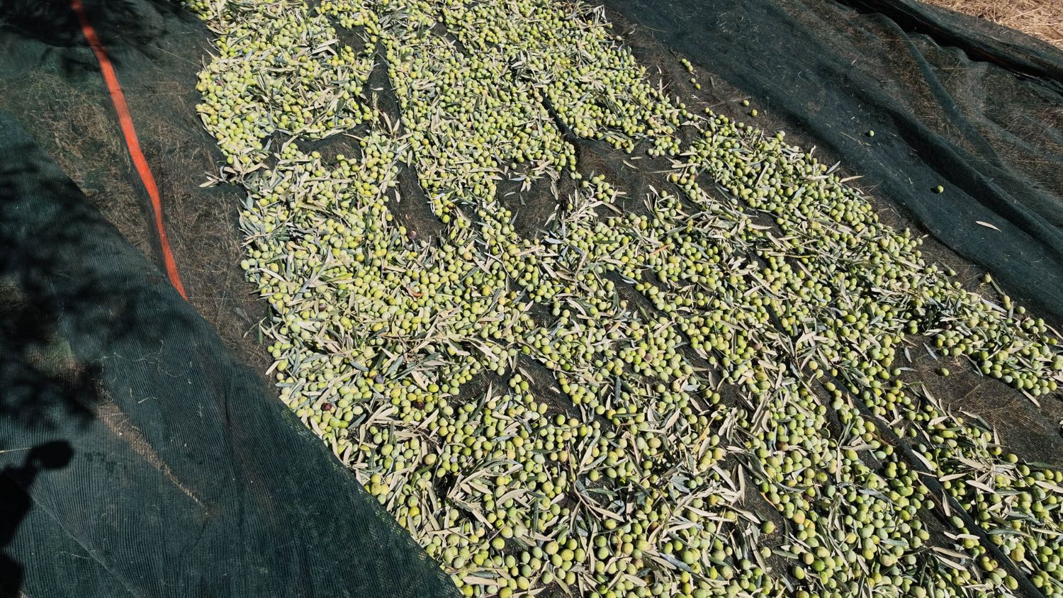 Freshly harvested green olives and leaves on a harvest net