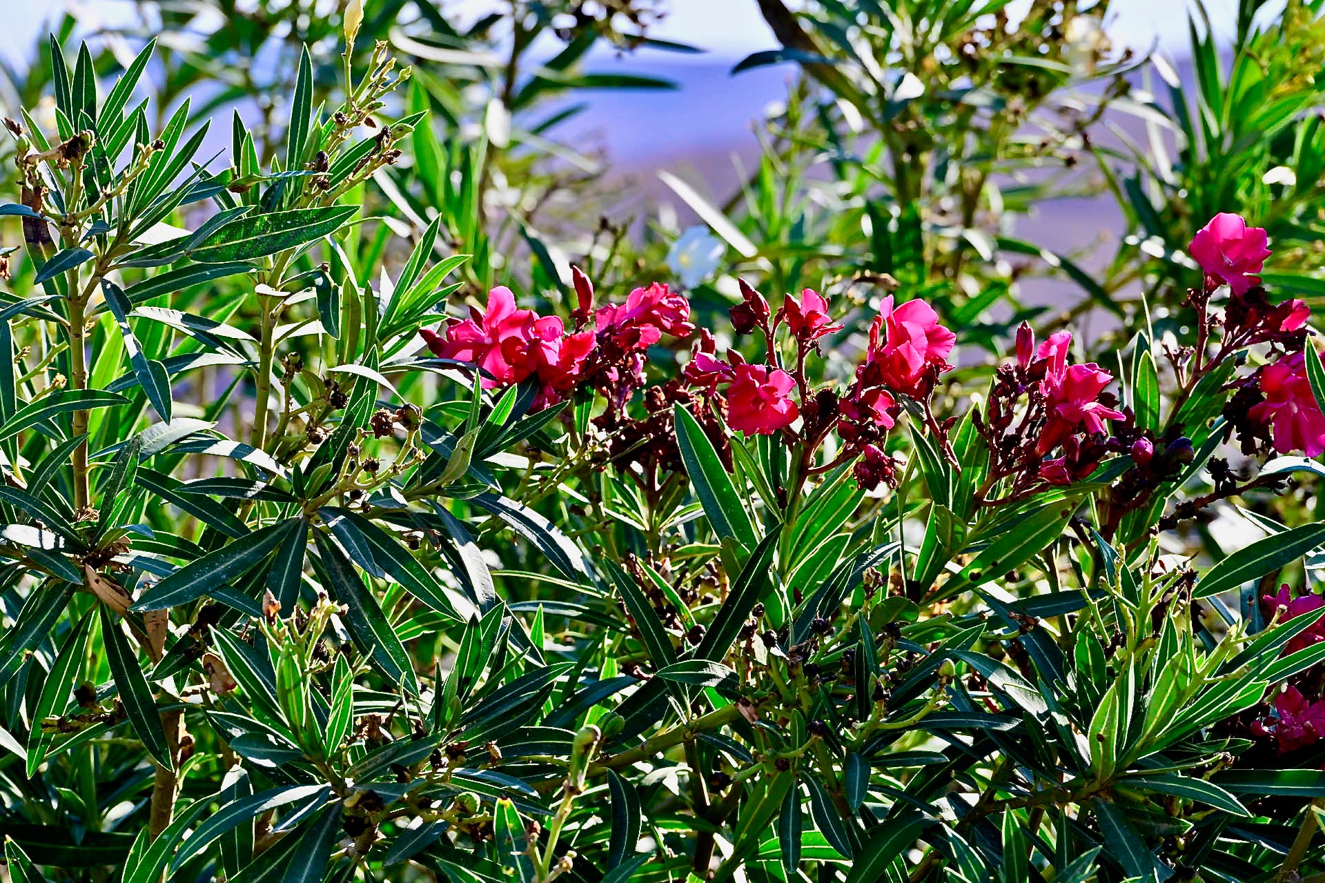 An oleander bush in flower against the sky