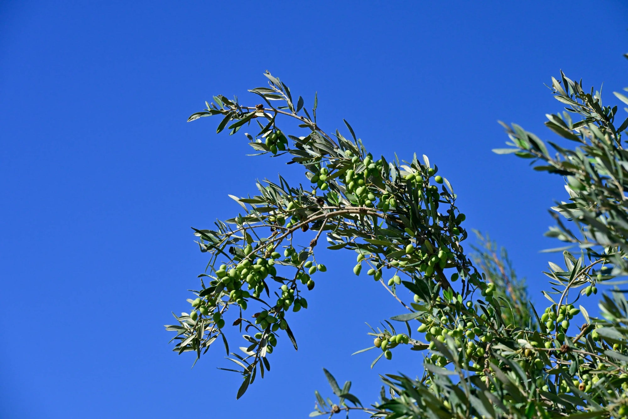 An olive branch against a deep-blue sky