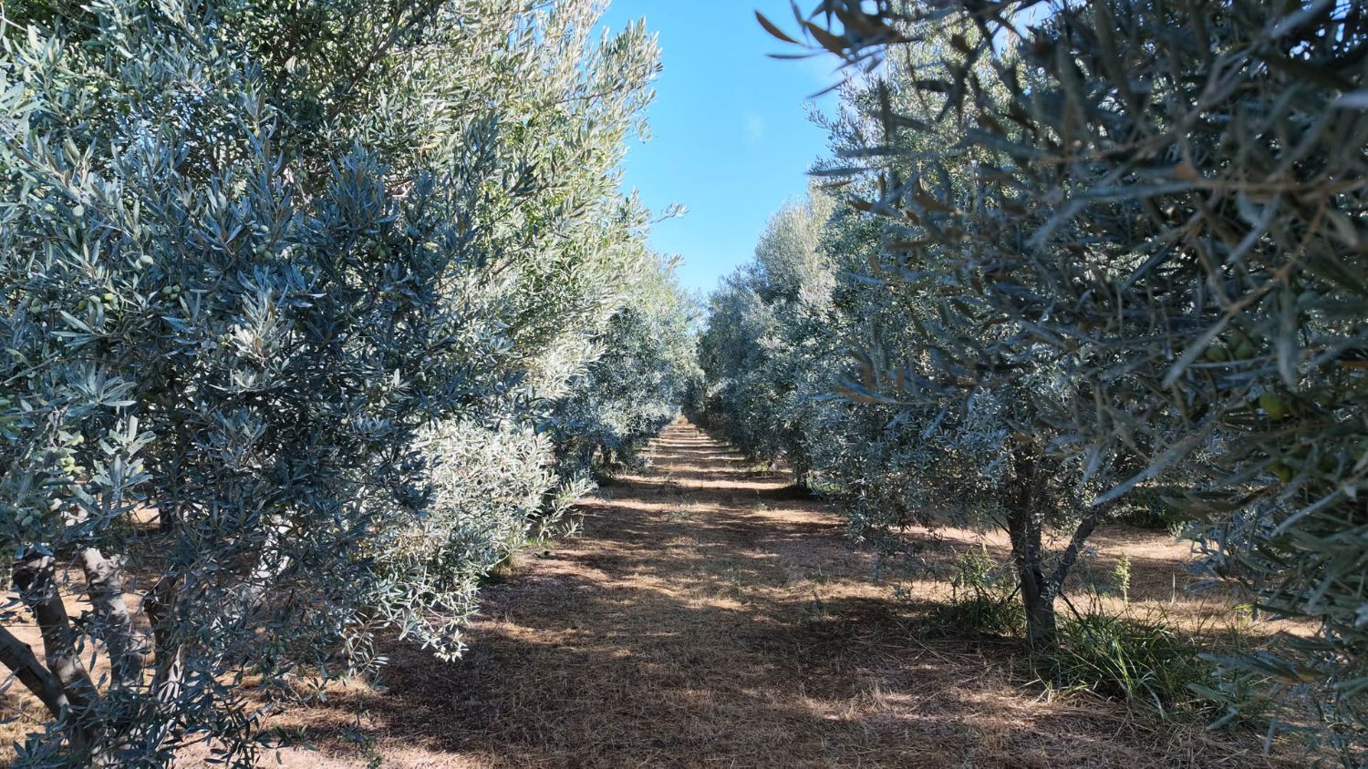 An alley between rows of olive trees heavy with fruit, under a blue sky