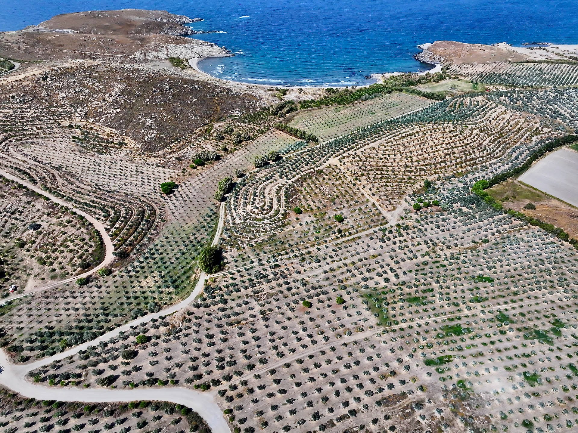 Olive groves running down to a sandy bay, from the air