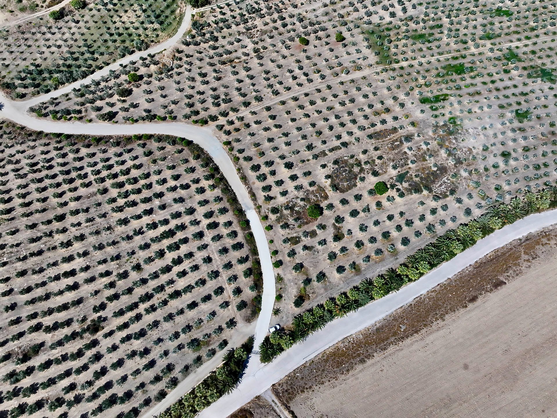 Rows of olive trees on either side of a winding track, from the air