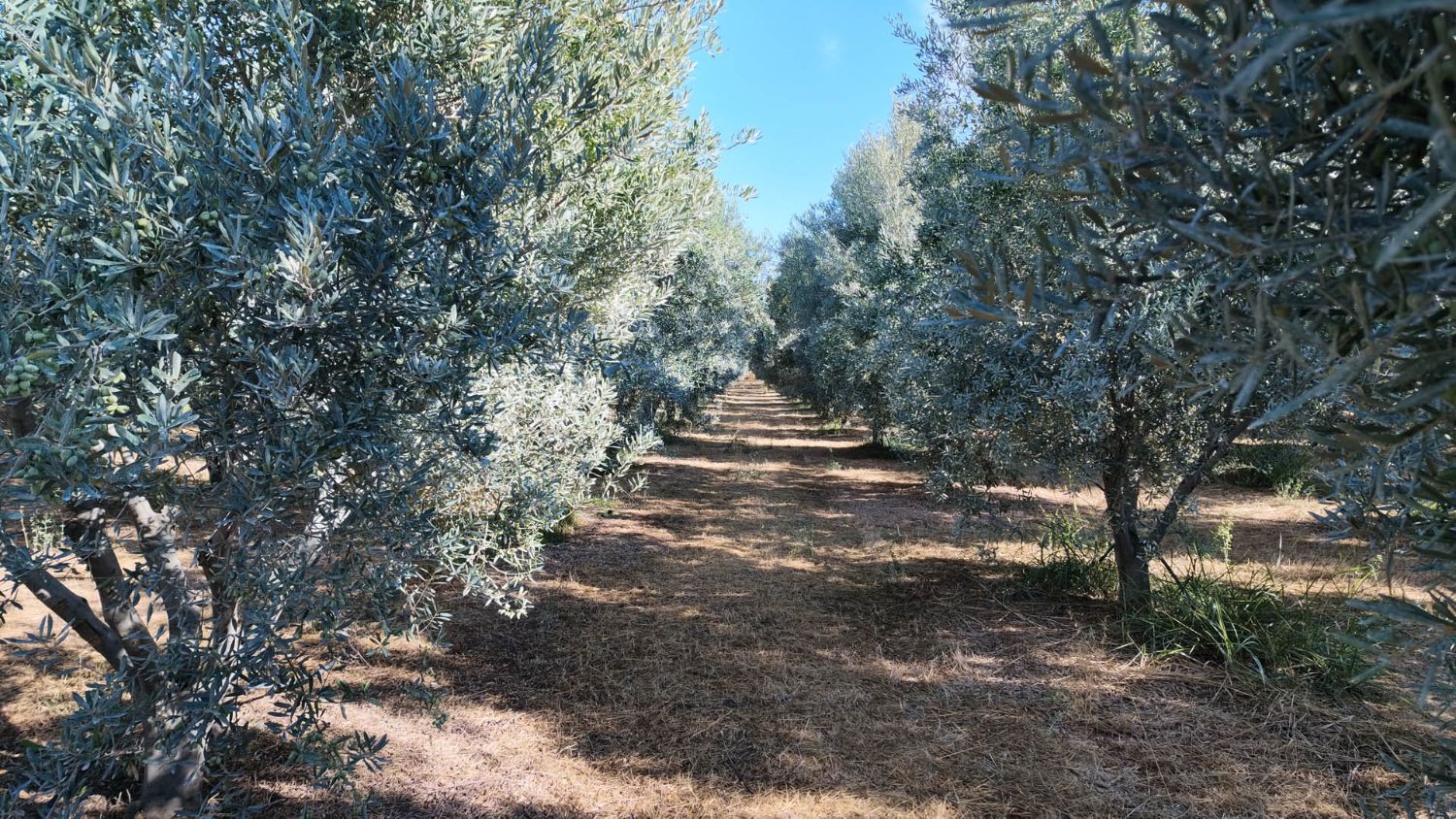 Rows of olive trees in fruit, the ground between them covered in cut grass