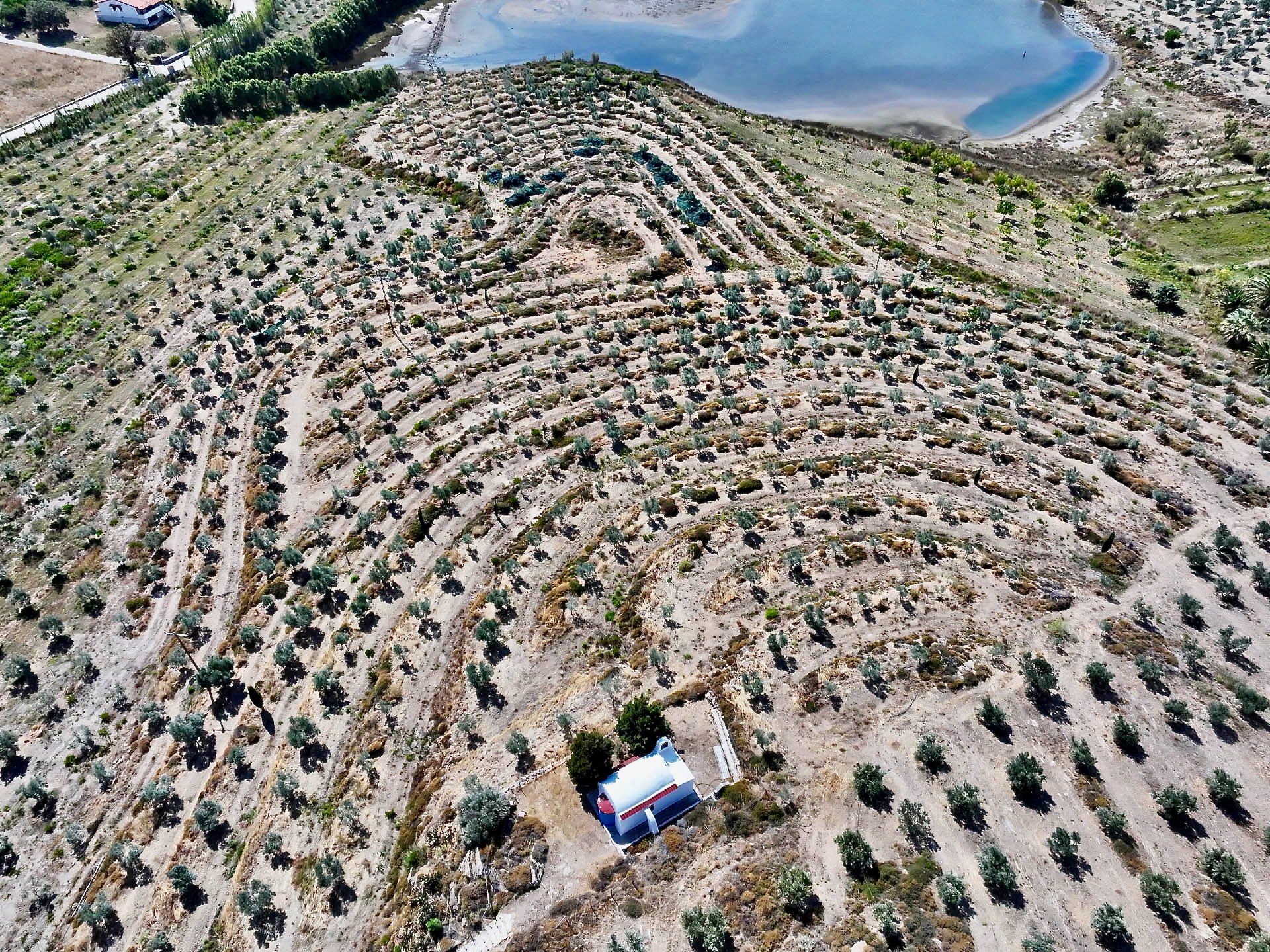 Young olive trees on curving terraces around a small white chapel, from the air