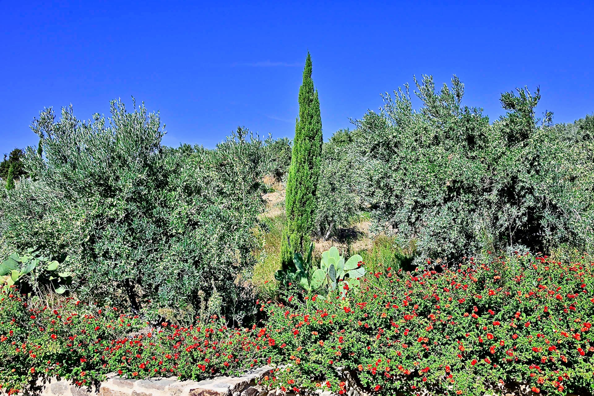 Olive trees and a cypress above a bank of red lantana