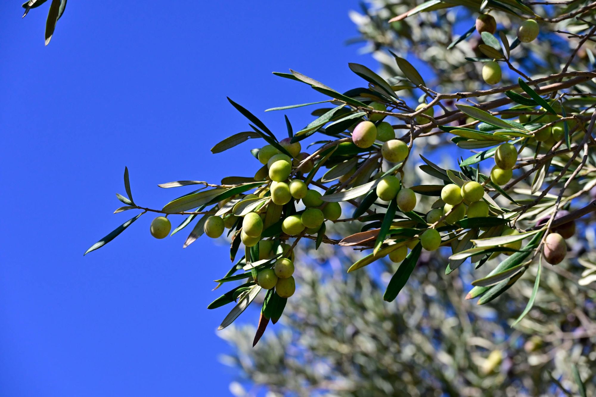 Olives turning from green to purple