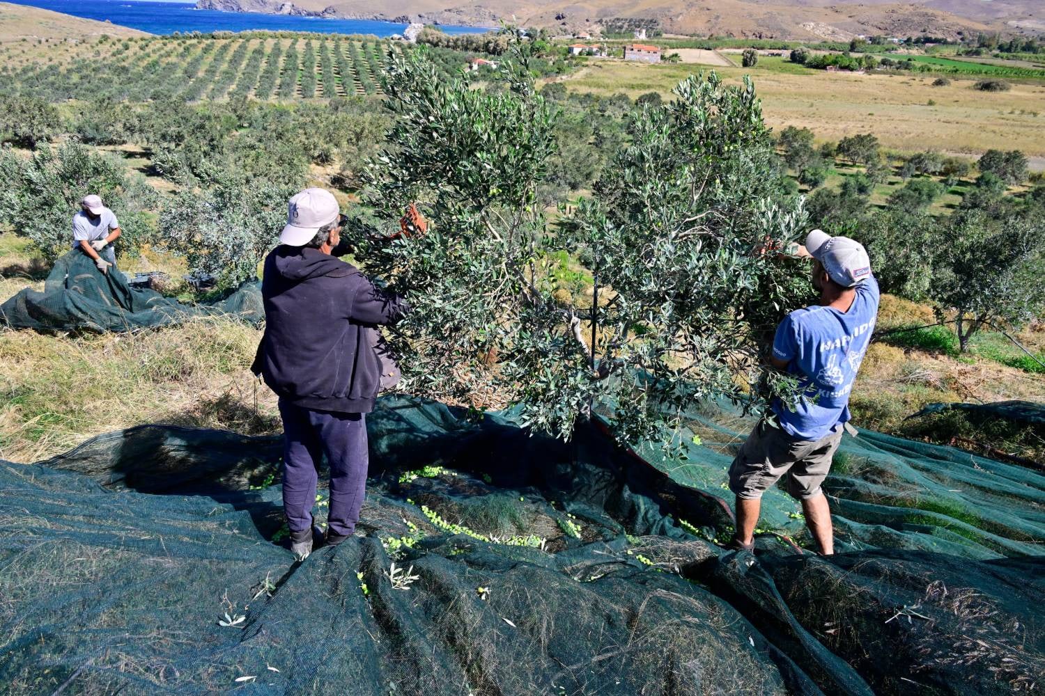 Harvesting onto the nets, the sea in the distance