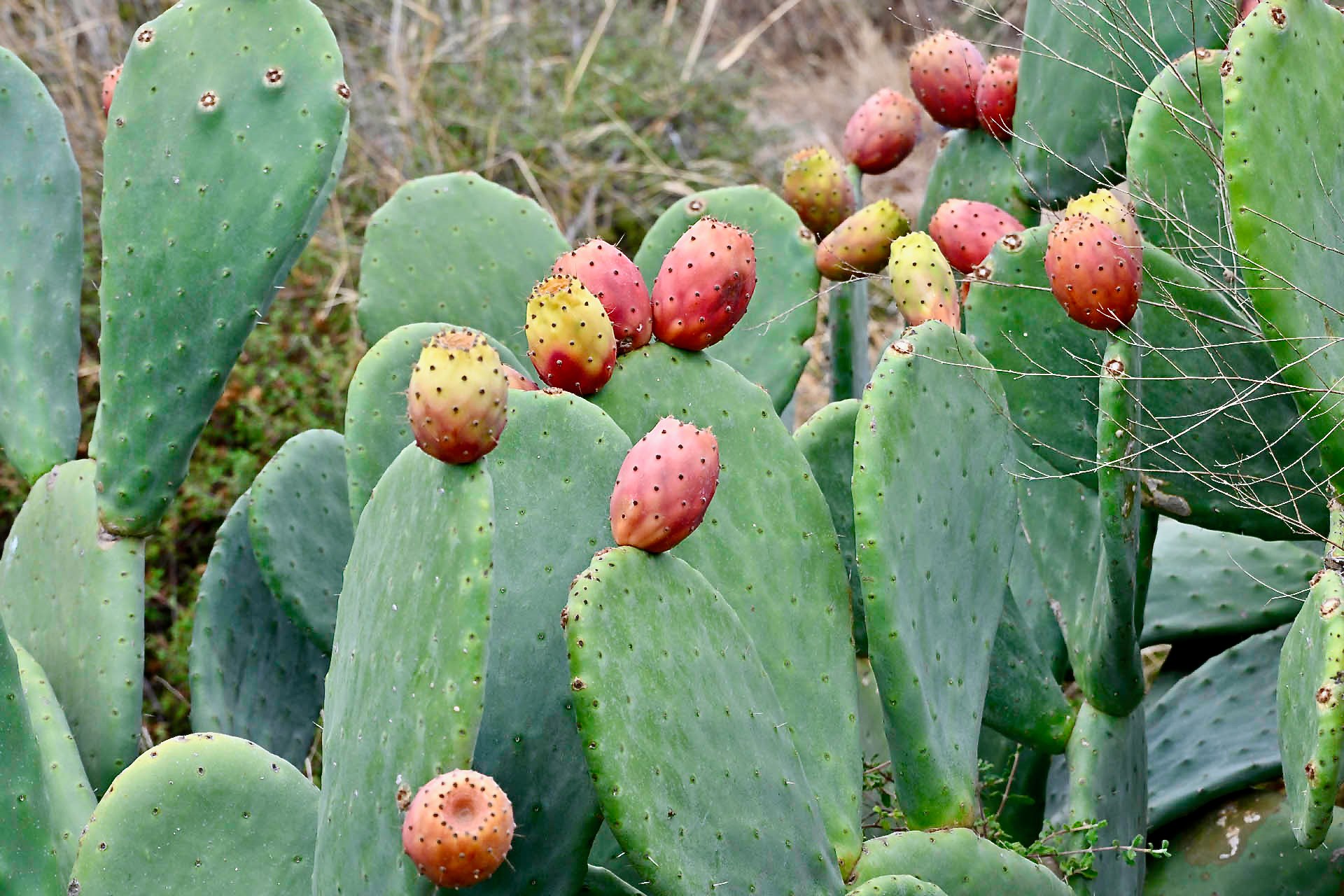 Ripening fruit on a prickly pear