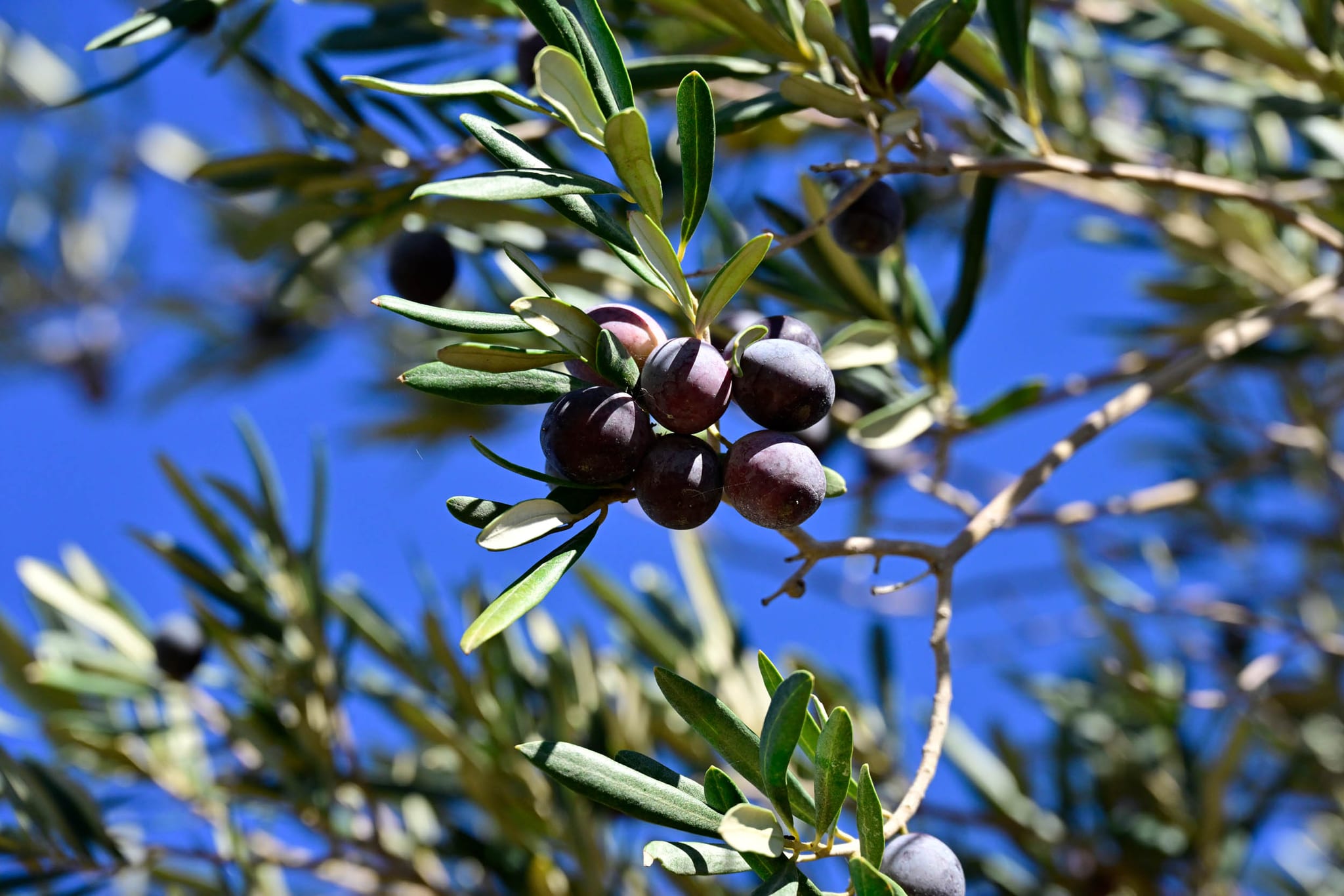 Ripe black olives against a blue sky