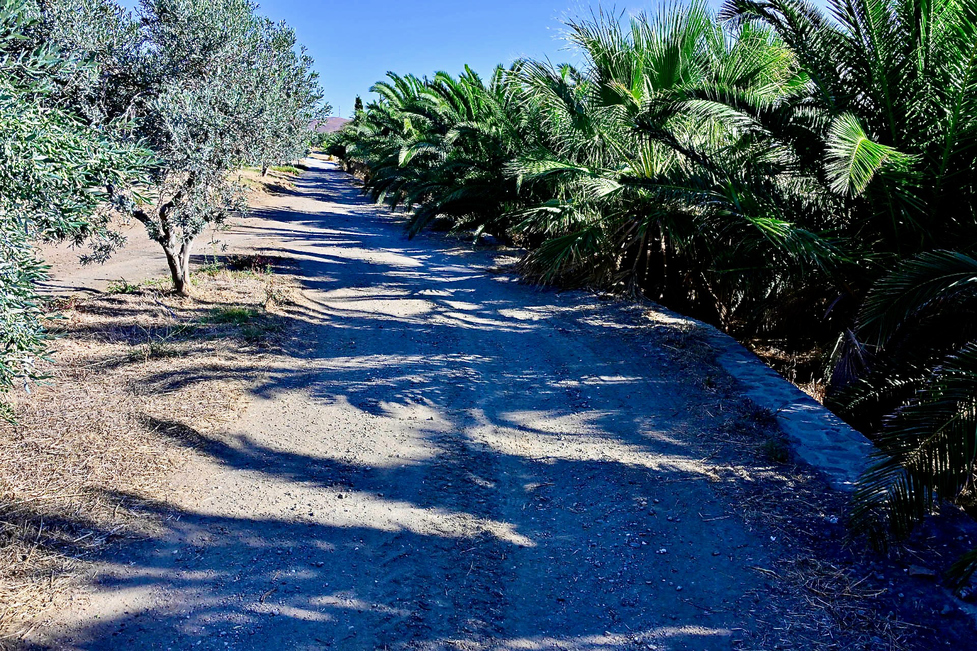 A track between olive trees and a row of palms