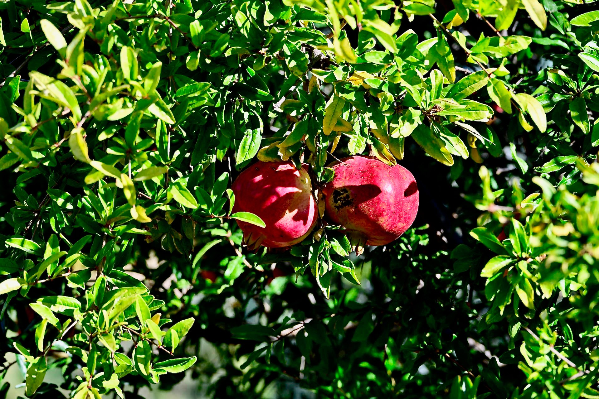Two pomegranates among glossy green leaves