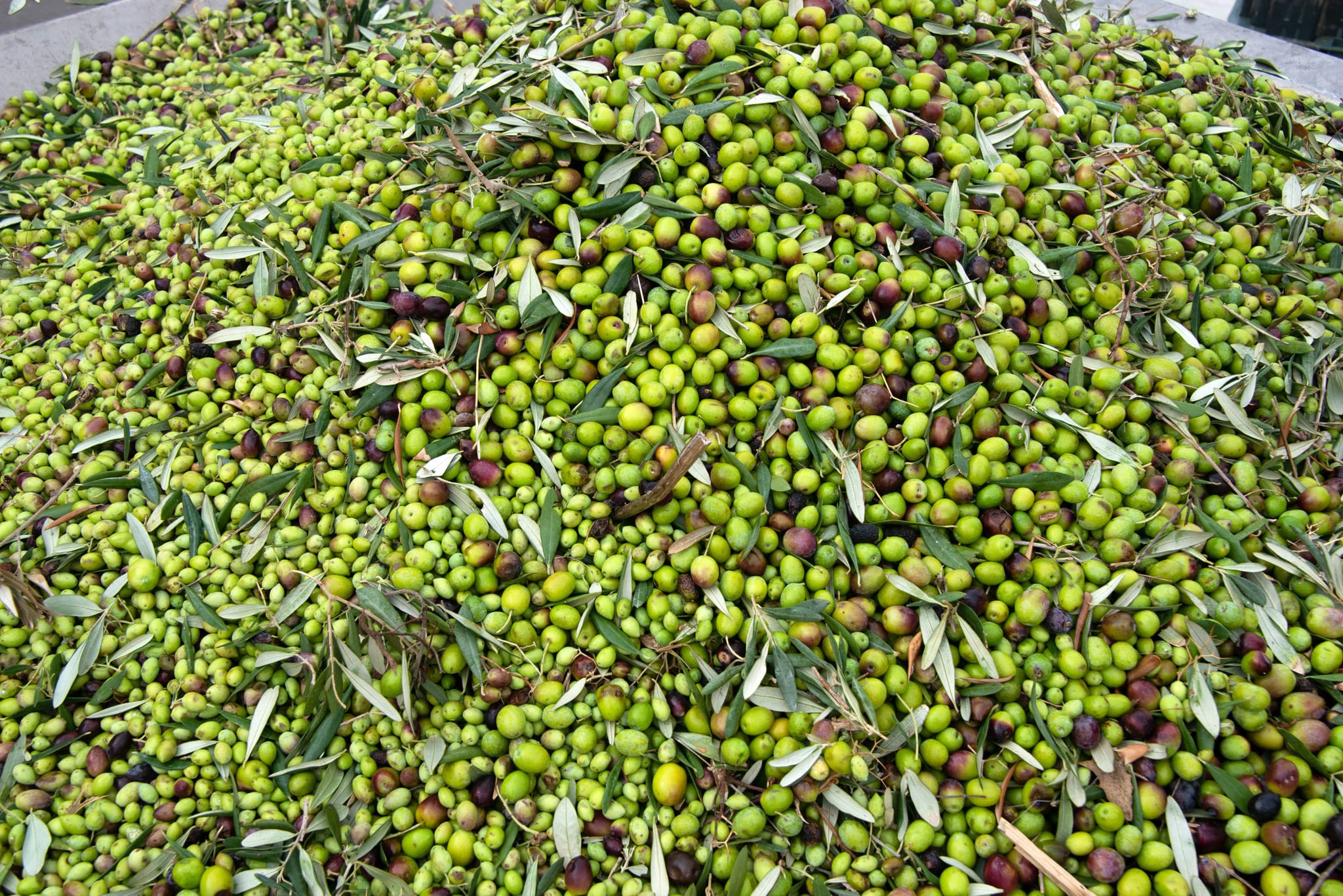 A heap of freshly harvested green and purple olives