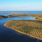 40,000 olive trees transform a barren 200-hectare landscape on Lesvos